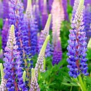 Lupin Wheat Bags - Why is Lupin better than wheat?